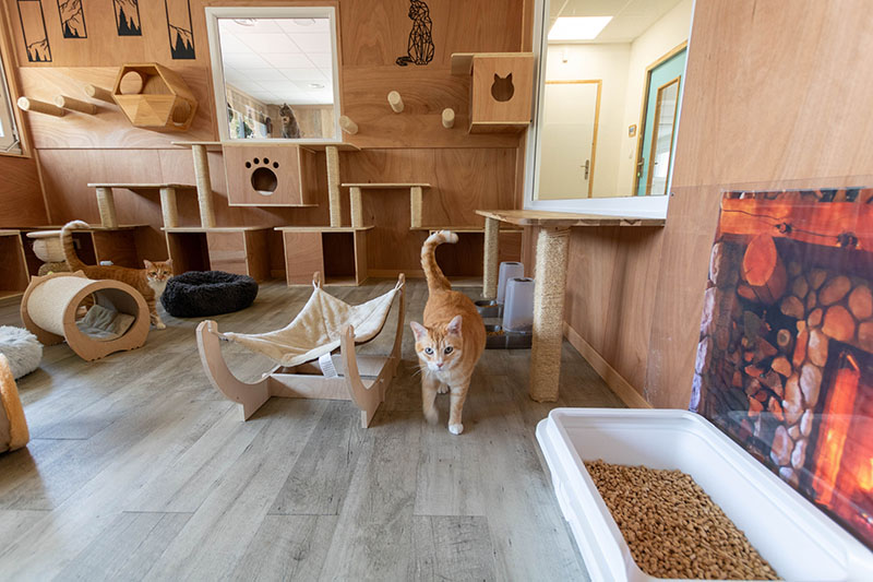 Deux chats dans une chambre collective équipée de hamacs et de cachettes