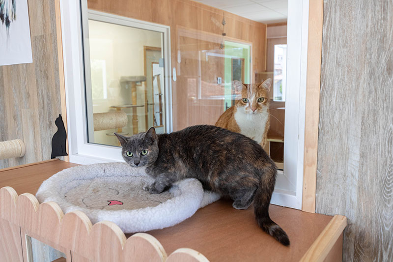 Une chatte écaille de tortue installée sur un coussin rond