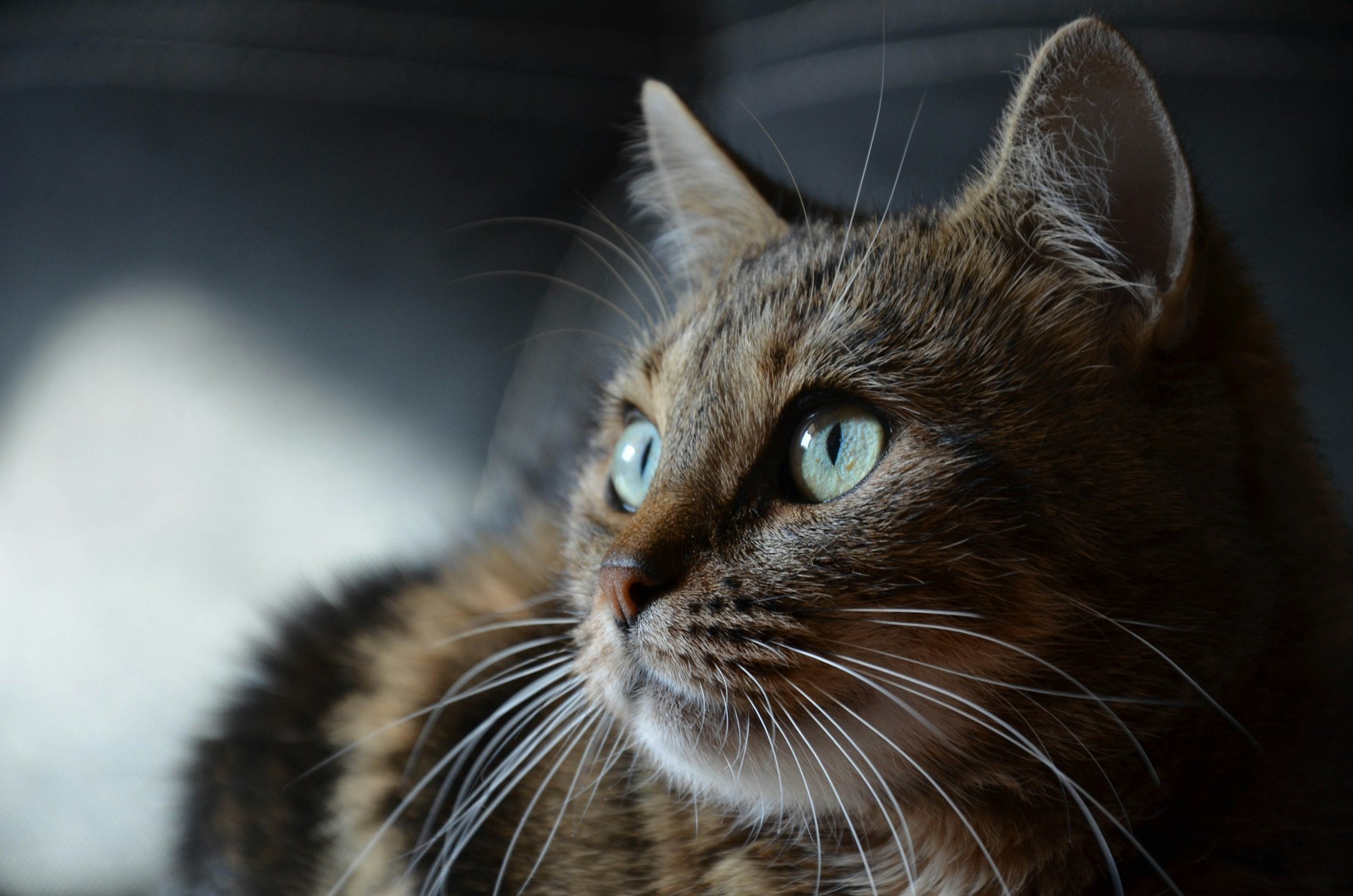 Un chat tigré lève les yeux