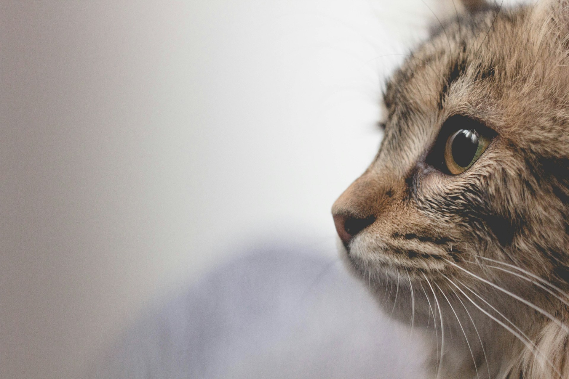 Un chaton tigré de profil