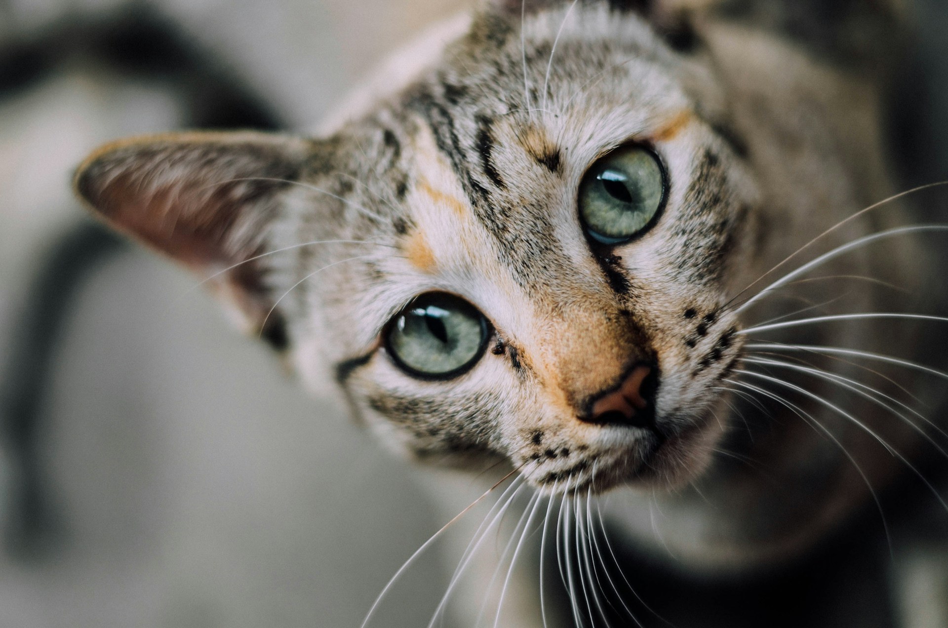 Un chaton aux yeux verts penche la tête