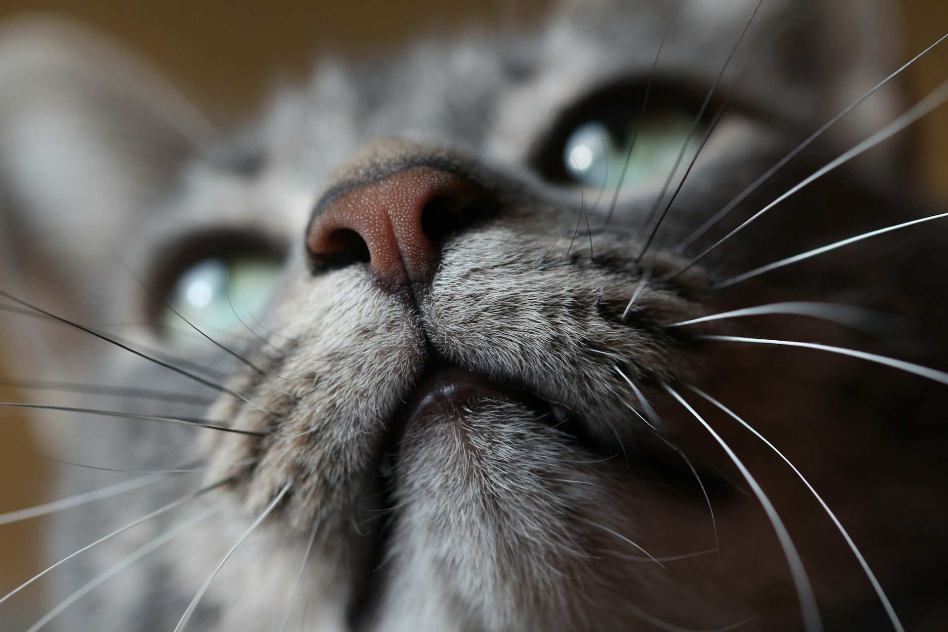 Un chat gris lève le menton, en gros plan