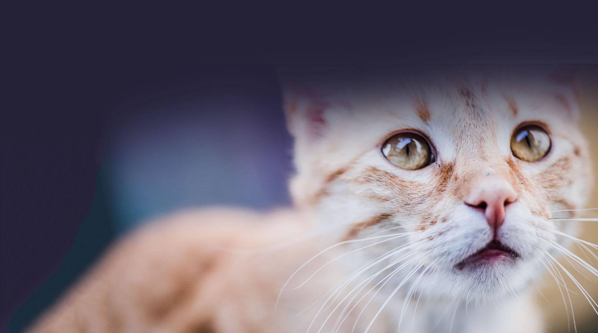 Un chat roux aux grands yeux regarde vers l'objectif